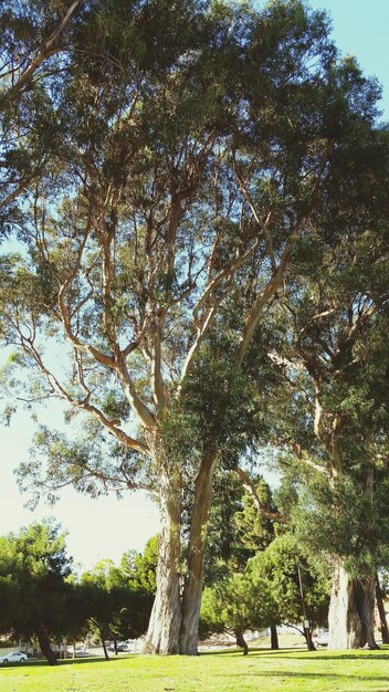 Photo low angle view of trees growing at park