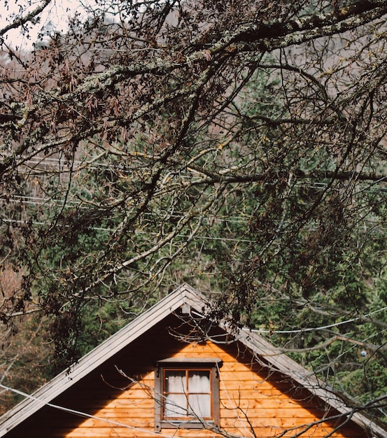 Foto vista ad angolo basso degli alberi e della casa nella foresta