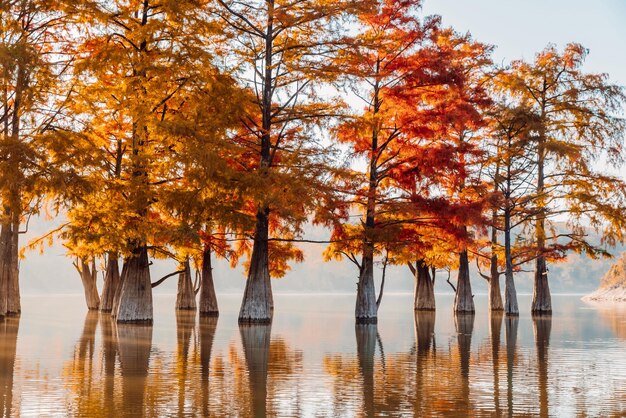 Photo low angle view of trees in lake during autumn