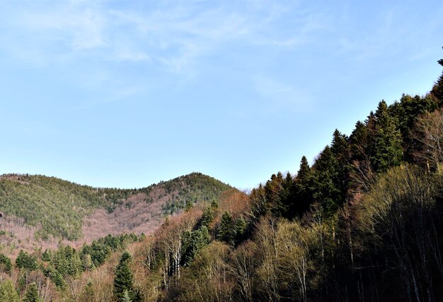 Low angle view of trees on landscape against sky