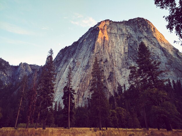 Photo low angle view of trees on mountain against sky