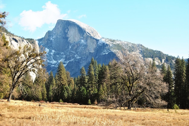 Foto vista ad angolo basso degli alberi sulla montagna contro il cielo