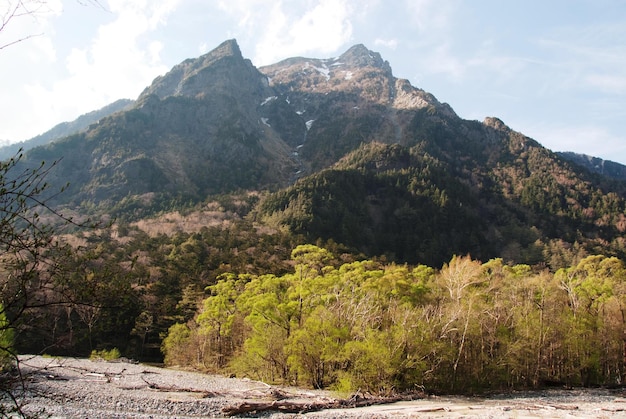 晴れた日に木や山の低角度の景色