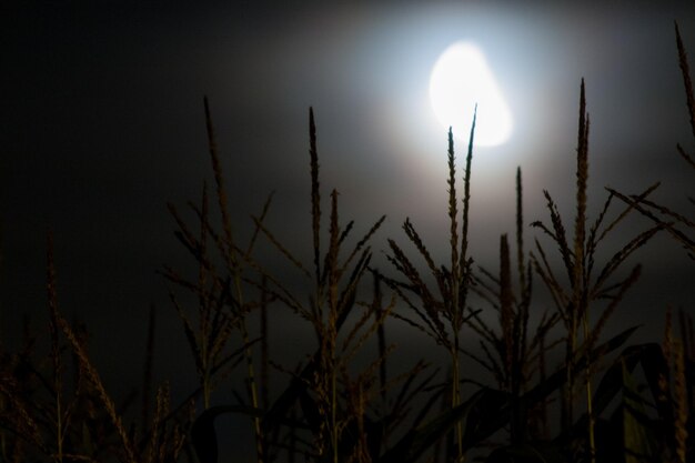 Foto vista a basso angolo degli alberi di notte