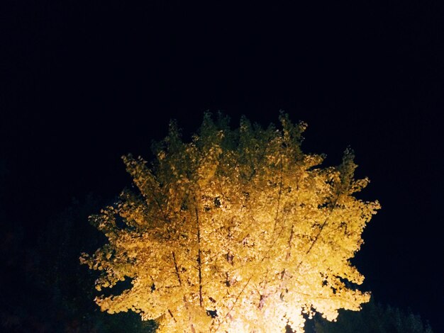 Photo low angle view of trees at night