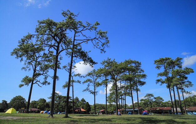 Low angle view of trees in park against clear blue sky