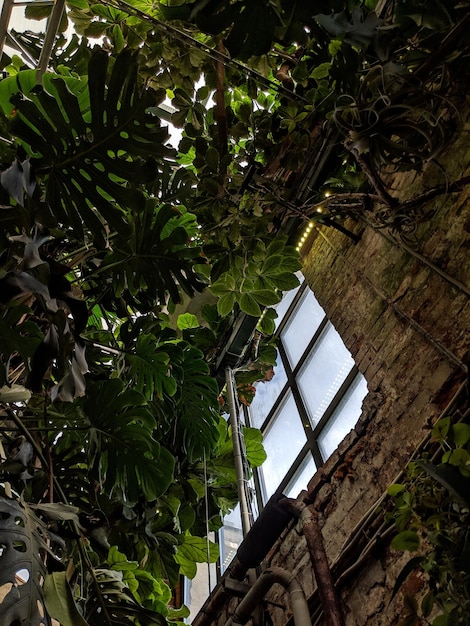 Foto vista ad angolo basso di alberi e piante contro l'edificio