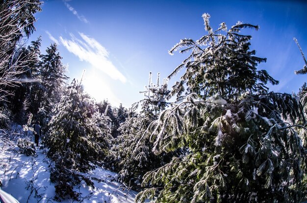 雪で覆われた丘の木の低角度の景色