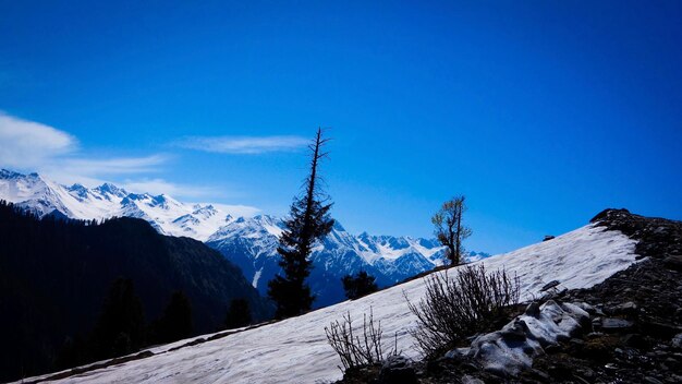 Low angle view of trees and snowcapped mountains against blue sky during winter