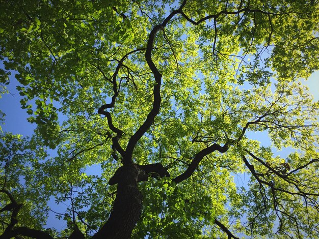 Low angle view of trees on sunny day