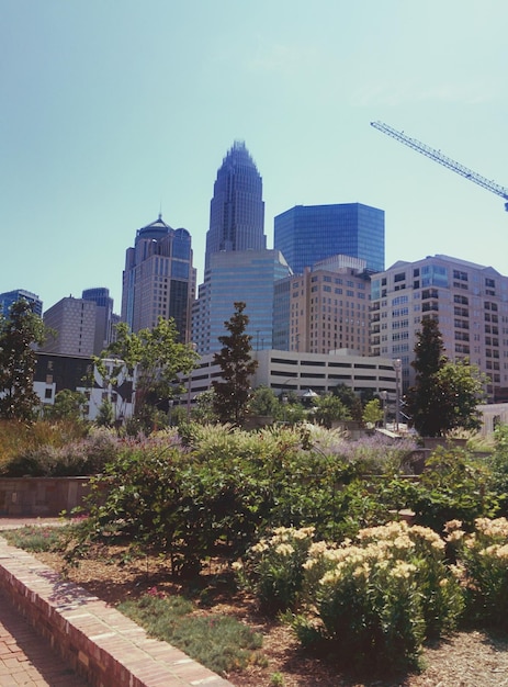 Low angle view of trees with buildings in background