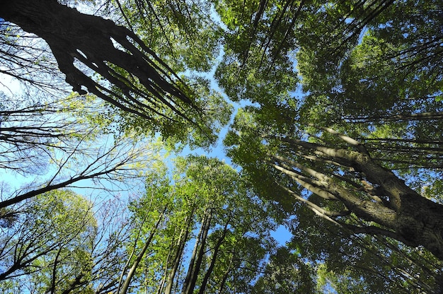 Foto vista ad angolo basso degli alberi con un caldo sole nella foresta parco nazionale dell'ucraina