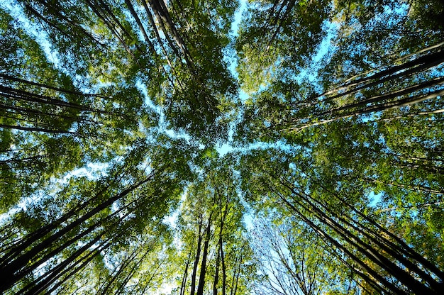 Low angle view of trees with warm sunshine in forest ukraine
national park