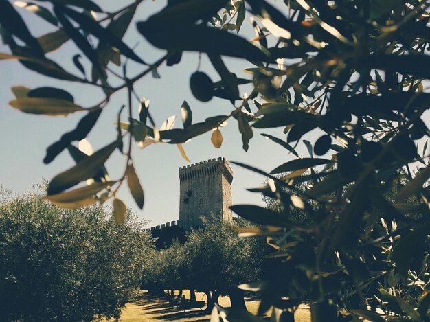 Foto veduta a basso angolo degli alberi