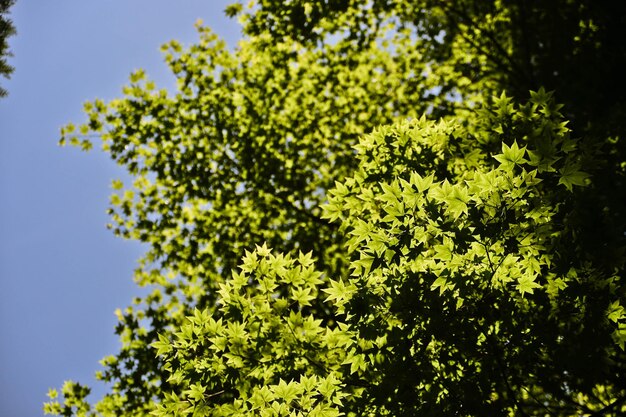 Photo low angle view of trees