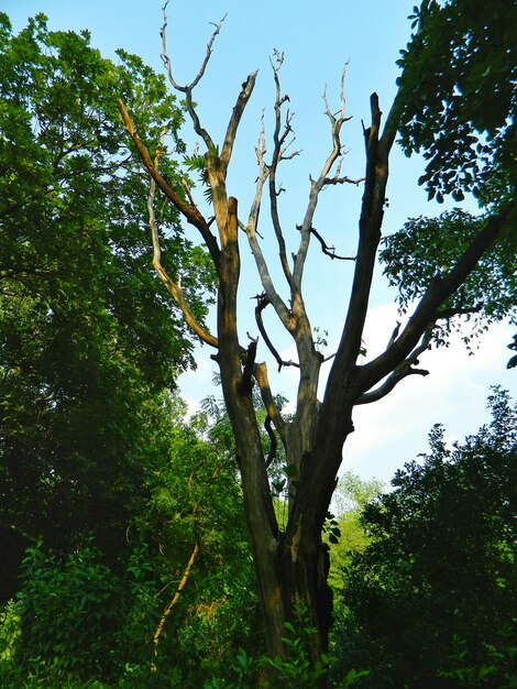 Foto veduta a basso angolo degli alberi