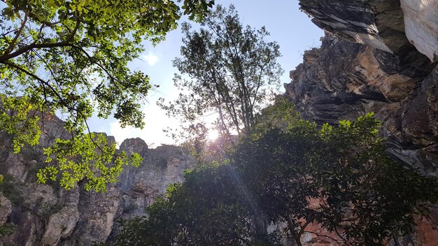 Low angle view of trees