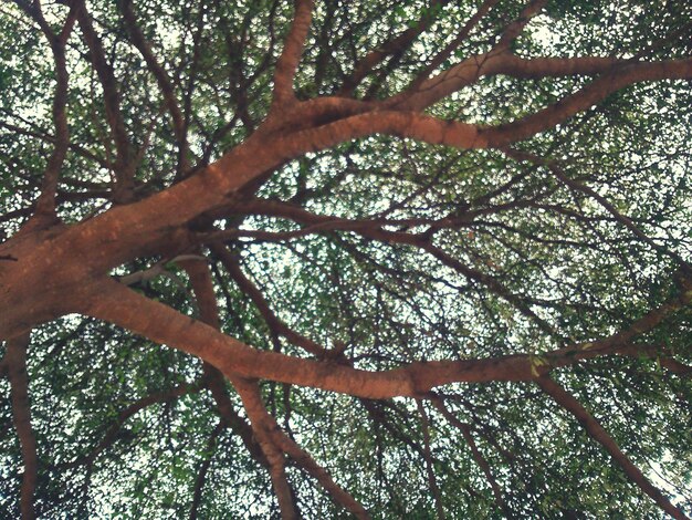 Foto vista ad angolo basso degli alberi