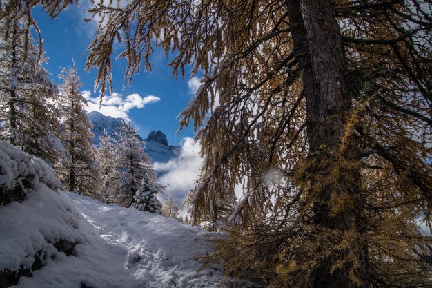 Low angle view of trees