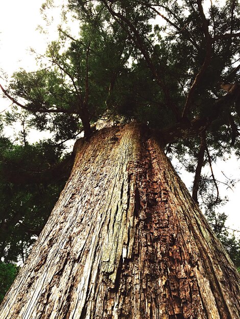 Photo low angle view of trees