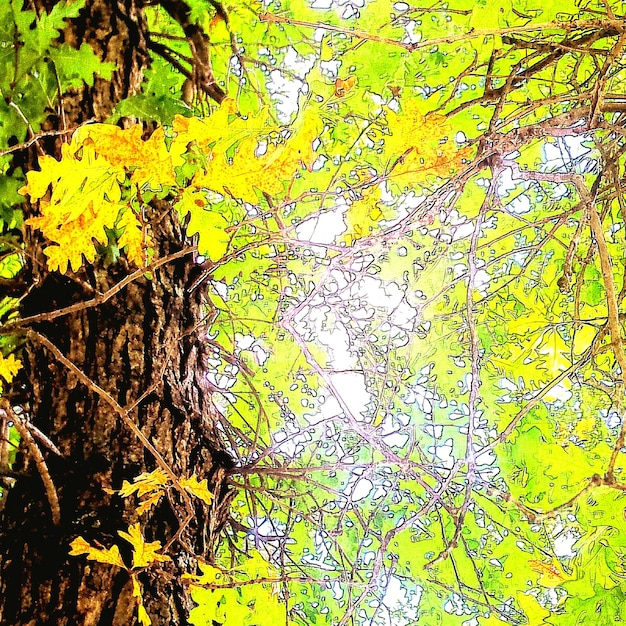 Foto veduta a basso angolo degli alberi