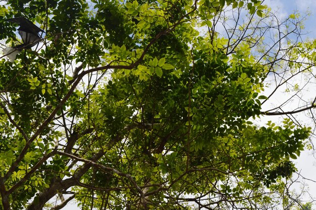 Low angle view of trees