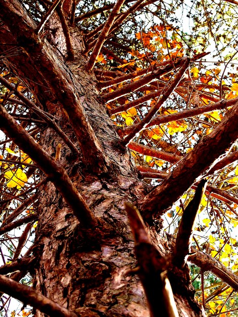 Foto veduta a basso angolo degli alberi