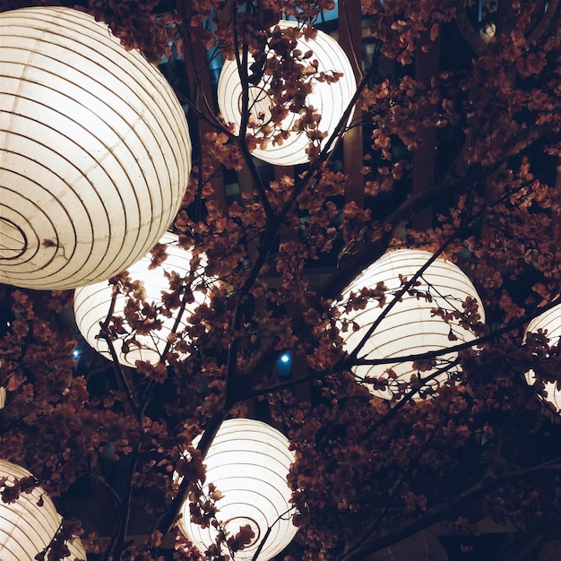 Foto vista ad angolo basso degli alberi