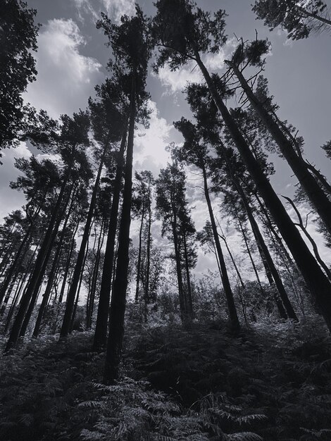 Foto vista ad angolo basso degli alberi