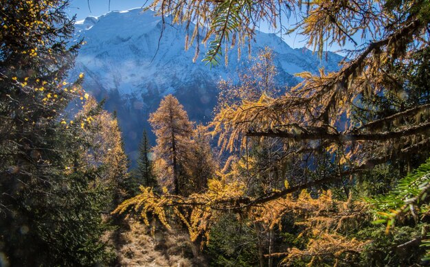 Foto veduta a basso angolo degli alberi