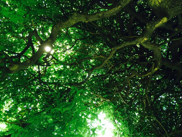 Low angle view of trees