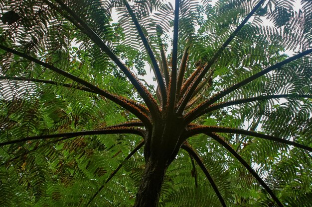 Photo low angle view of trees