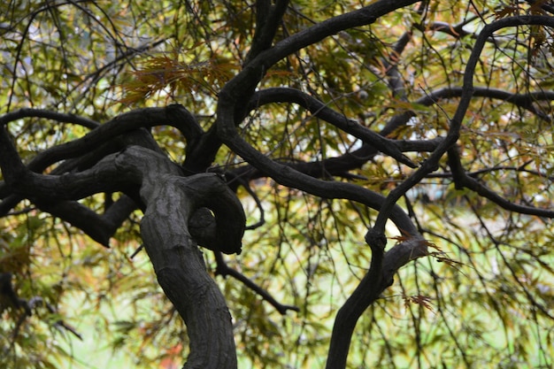 Foto vista ad angolo basso degli alberi