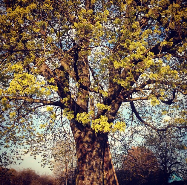 Photo low angle view of trees