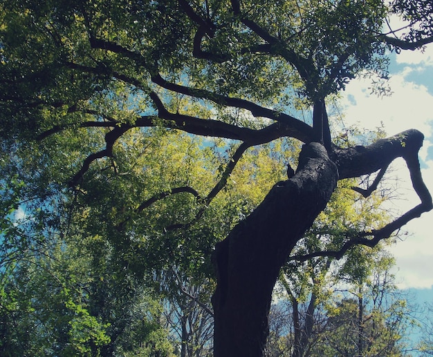 Low angle view of trees