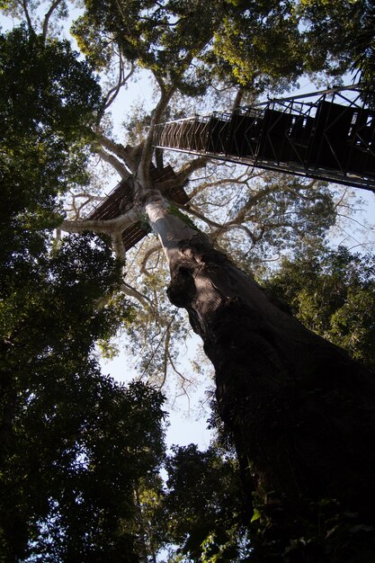 Photo low angle view of trees