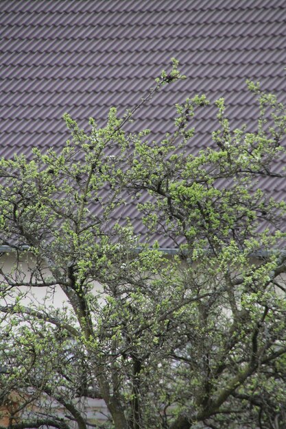 Foto vista ad angolo basso degli alberi