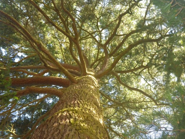 Foto vista ad angolo basso degli alberi