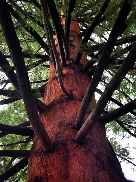 Photo low angle view of trees