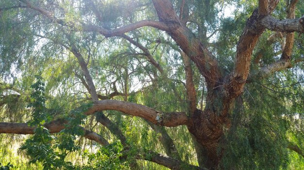 Low angle view of trees