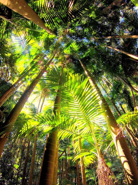 Foto vista ad angolo basso degli alberi