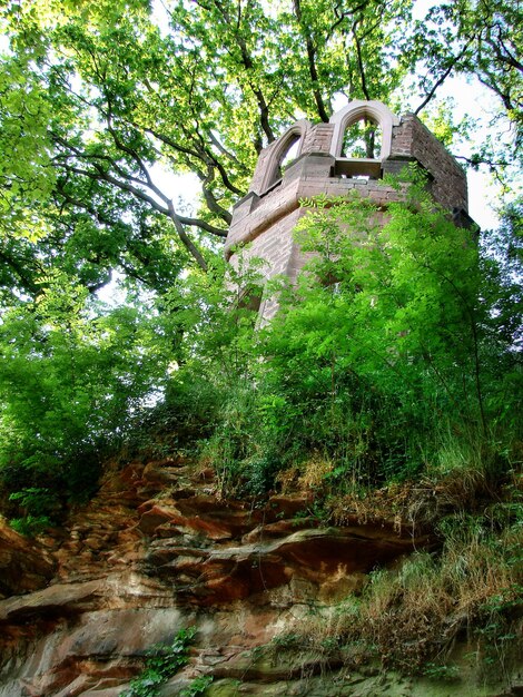 Foto veduta a basso angolo degli alberi