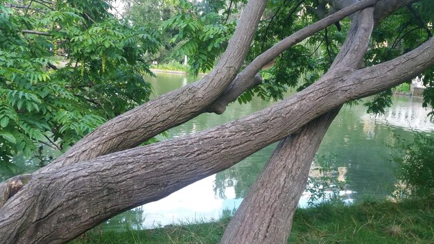 Low angle view of trees