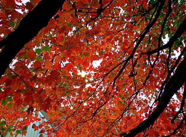 Low angle view of trees