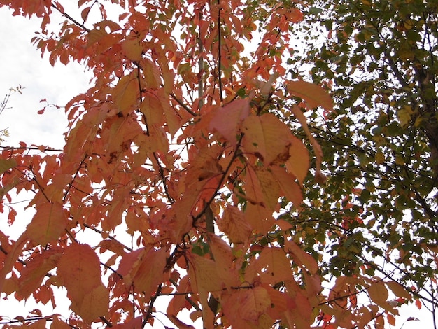 Photo low angle view of trees