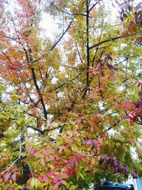 Low angle view of trees