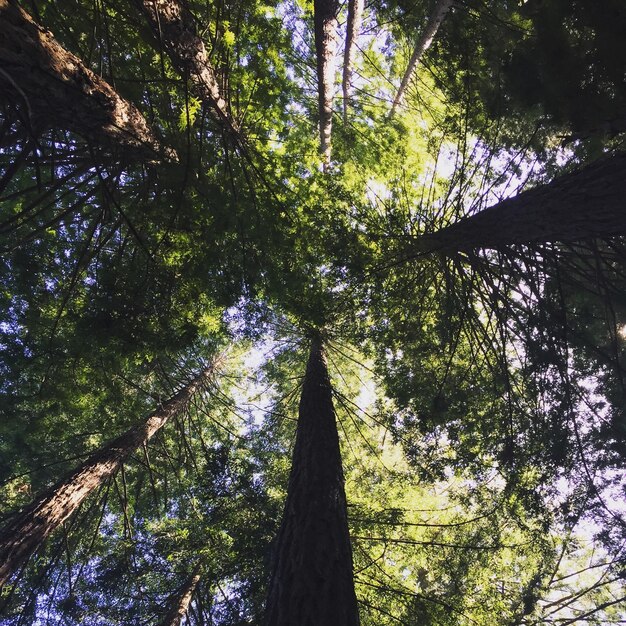 Foto vista ad angolo basso degli alberi