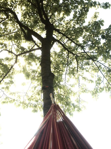 Low angle view of trees