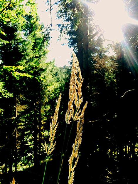 Photo low angle view of trees