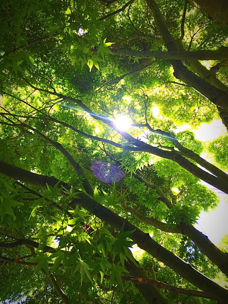 Low angle view of trees